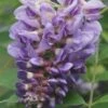 Amethyst Falls Wisteria Vine - 3 Gallon Pot -Home Bloom Garden Wisteria Amethyst Falls Rev 500x750 2