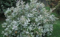 Woodlanders Blue Dusty Zenobia (Honeycup) - 1 Gallon Pot -Home Bloom Garden Zenobia Woodlanders Blue 20