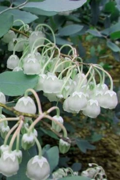 Woodlanders Blue Dusty Zenobia (Honeycup) - 1 Gallon Pot -Home Bloom Garden Zenobia Woodlanders Blue 7