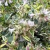 Lemon Lime Dwarf Abelia - 3 Gallon Pot -Home Bloom Garden abelia hopleys 1 500x750 1