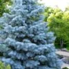 Blue Cloak White Fir (Abies Concolor) - 2 Gallon Pot -Home Bloom Garden abies concolor blue cloak white fir 1 1
