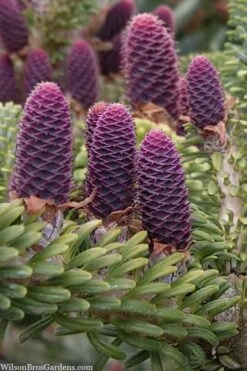 Horstmann's Silberlocke Korean Fir - 2 Gallon Pot -Home Bloom Garden abies koreana hortmanns silberlocke korean fir 3 1