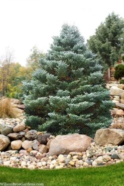 Horstmann's Silberlocke Korean Fir - 2 Gallon Pot -Home Bloom Garden abies koreana hortmanns silberlocke korean fir 6 1