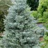 Horstmann's Silberlocke Korean Fir - 2 Gallon Pot -Home Bloom Garden abies koreana hortmanns silberlocke korean fir 9 1