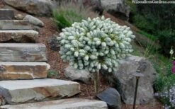 Ice Breaker Korean Fir (Single Trunk Topiary) - 2 Gallon Pot -Home Bloom Garden abies koreana kouhouts ice breaker korean fir 2