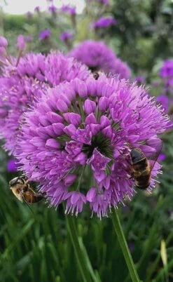 Millenium Allium (Ornamental Onion) - 6 Pack Of 1 Gallon Pots -Home Bloom Garden allium millenium 10
