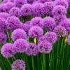 Millenium Allium (Ornamental Onion) - 6 Pack Of 1 Gallon Pots -Home Bloom Garden allium millenium 12