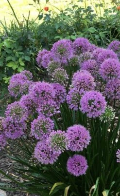 Millenium Allium (Ornamental Onion) - 6 Pack Of 1 Gallon Pots -Home Bloom Garden allium millenium 2