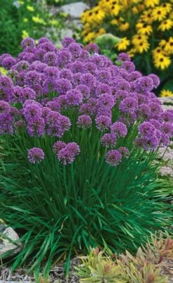 Millenium Allium (Ornamental Onion) - 6 Pack Of 1 Gallon Pots -Home Bloom Garden allium millenium 3