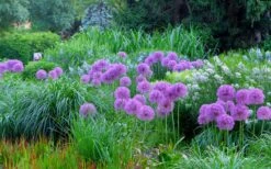 Millenium Allium (Ornamental Onion) - 1 Gallon Pot -Home Bloom Garden allium millenium 4 1