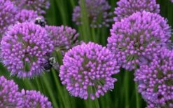 Millenium Allium (Ornamental Onion) - 1 Gallon Pot -Home Bloom Garden allium millenium 5 1