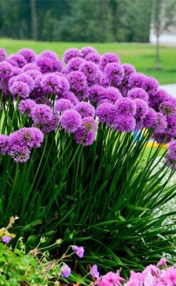 Millenium Allium (Ornamental Onion) - 1 Gallon Pot -Home Bloom Garden allium millenium 6 1