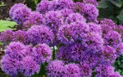 Millenium Allium (Ornamental Onion) - 6 Pack Of 1 Gallon Pots -Home Bloom Garden allium millenium 9