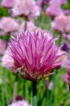 Chives Plant (Allium Schoenoprasum) - 5 Pack Of Quart Pots -Home Bloom Garden allium schoenprasum chives 2