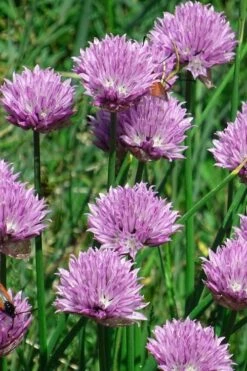 Chives Plant (Allium Schoenoprasum) - 5 Pack Of Quart Pots -Home Bloom Garden allium schoenprasum chives 3