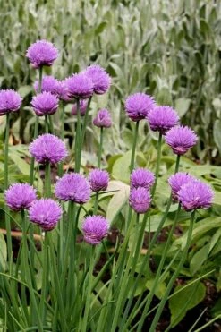 Chives Plant (Allium Schoenoprasum) - 5 Pack Of Quart Pots -Home Bloom Garden allium schoenprasum chives 4