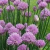 Chives Plant (Allium Schoenoprasum) - 5 Pack Of Quart Pots 1 Chives Plant (Allium Schoenoprasum) - 5 Pack Of Quart Pots -Home Bloom Garden allium schoenprasum chives 5