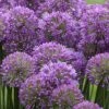 Serendipity Allium (Ornamental Onion) - 1 Gallon Pot -Home Bloom Garden allium serendipity 2 500x750 1