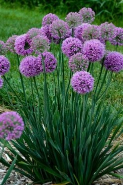 Serendipity Allium (Ornamental Onion) - 1 Gallon Pot 11 Serendipity Allium (Ornamental Onion) - 1 Gallon Pot -Home Bloom Garden allium serendipity 500x750 1