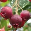 Shadblow Serviceberry Tree (Amelanchier Canadensis) - 5 Gallon Pot -Home Bloom Garden amelanchier arborea shadblow serviceberry berries 2