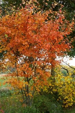 Shadblow Serviceberry Tree (Amelanchier Canadensis) - 5 Gallon Pot -Home Bloom Garden amelanchier arborea shadblow serviceberry fall foliage