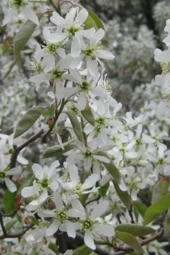 Shadblow Serviceberry Tree (Amelanchier Canadensis) - 5 Gallon Pot -Home Bloom Garden amelanchier arborea shadblow serviceberry flowers 4