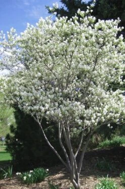 Shadblow Serviceberry Tree (Amelanchier Canadensis) - 5 Gallon Pot -Home Bloom Garden amelanchier arborea shadblow serviceberry tree 2