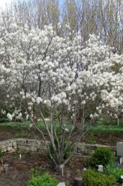 Shadblow Serviceberry Tree (Amelanchier Canadensis) - 1 Gallon Pot -Home Bloom Garden amelanchier arborea shadblow serviceberry tree 3 1