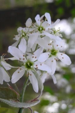 Autumn Brilliance Serviceberry Tree - 7 Gallon Pot (4-5') -Home Bloom Garden amelanchier grandiflora autumn brilliance serviceberry 1 1