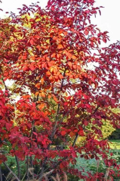 Autumn Brilliance Serviceberry Tree - 7 Gallon Pot (4-5') -Home Bloom Garden amelanchier grandiflora autumn brilliance serviceberry 3 1