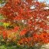 Autumn Brilliance Serviceberry Tree - 1 Gallon Pot -Home Bloom Garden amelanchier grandiflora autumn brilliance serviceberry 4 2
