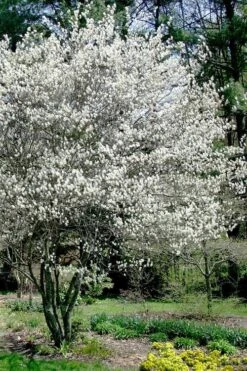 Autumn Brilliance Serviceberry Tree - 7 Gallon Pot (5-6') -Home Bloom Garden amelanchier grandiflora autumn brilliance serviceberry 5