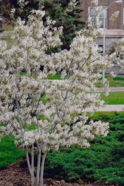 Autumn Brilliance Serviceberry Tree - 1 Gallon Pot -Home Bloom Garden amelanchier grandiflora autumn brilliance serviceberry 6 2