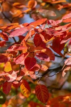Autumn Brilliance Serviceberry Tree - 7 Gallon Pot (4-5') -Home Bloom Garden amelanchier grandiflora autumn brilliance serviceberry 9 1