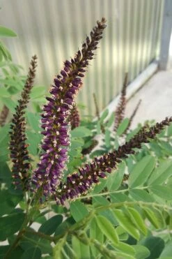 Indigo Bush (Amorpha Fruticosa) - 3 Gallon Pot -Home Bloom Garden amorpha fruticosa indigo bush 10