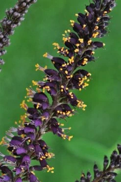 Indigo Bush (Amorpha Fruticosa) - 3 Gallon Pot -Home Bloom Garden amorpha fruticosa indigo bush 11