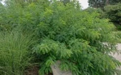 Indigo Bush (Amorpha Fruticosa) - 3 Gallon Pot -Home Bloom Garden amorpha fruticosa indigo bush 14