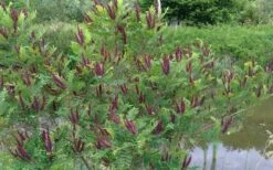 Indigo Bush (Amorpha Fruticosa) - 3 Gallon Pot -Home Bloom Garden amorpha fruticosa indigo bush 15