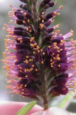 Indigo Bush (Amorpha Fruticosa) - 3 Gallon Pot -Home Bloom Garden amorpha fruticosa indigo bush 2