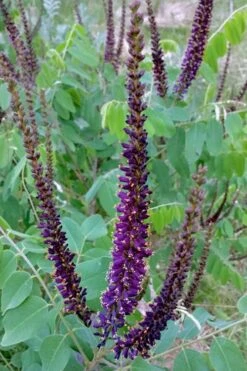 Indigo Bush (Amorpha Fruticosa) - 3 Gallon Pot -Home Bloom Garden amorpha fruticosa indigo bush 5