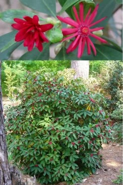 Florida Anise - Illicium Floridanum - 7 Gallon Pot -Home Bloom Garden anise florida illicium floridanum 500x750 1