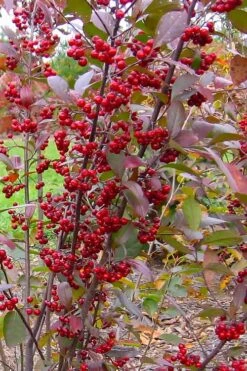 Brilliantissima Aronia (Red Chokeberry) - 3 Gallon Pot -Home Bloom Garden aronia arbutifolia brilliantissima red chokeberry 2