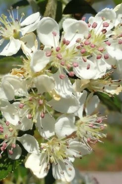 Brilliantissima Aronia (Red Chokeberry) - 3 Gallon Pot -Home Bloom Garden aronia arbutifolia brilliantissima red chokeberry 5