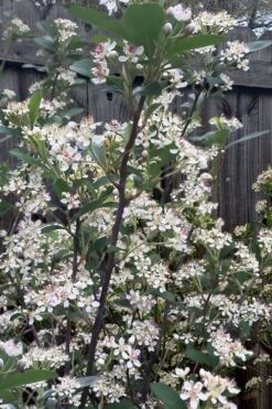 Brilliantissima Aronia (Red Chokeberry) - 3 Gallon Pot -Home Bloom Garden aronia arbutifolia brilliantissima red chokeberry 8
