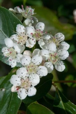 Red Chokeberry (Aronia Arbutifolia) - 3 Gallon Pot -Home Bloom Garden aronia arbutifolia red chokeberry 1 1
