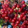 Red Chokeberry (Aronia Arbutifolia) - 1 Gallon Pot -Home Bloom Garden aronia arbutifolia red chokeberry 2