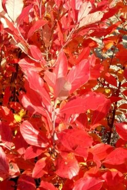 Red Chokeberry (Aronia Arbutifolia) - 3 Gallon Pot -Home Bloom Garden aronia arbutifolia red chokeberry 3 1