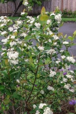 Red Chokeberry (Aronia Arbutifolia) - 1 Gallon Pot -Home Bloom Garden aronia arbutifolia red chokeberry 4
