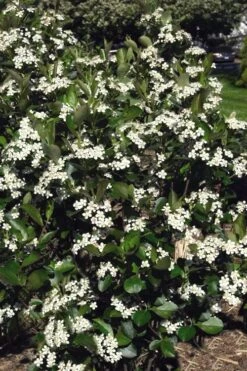 Autumn Magic Aronia (Black Chokeberry) - 3 Gallon Pot -Home Bloom Garden aronia melanocarpa autumn magic black chokeberry 3