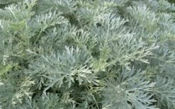 Powis Castle Artemisia - 1 Gallon Pot 15 Powis Castle Artemisia - 1 Gallon Pot -Home Bloom Garden artemisia powis castle 1